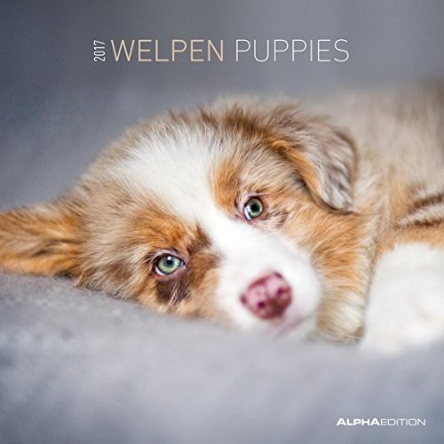 Welpen 2017 - Puppies - Hundebabys - Broschürenkalender (30 x 60 geöffnet) - Tierkalender - Wandplaner
