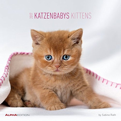 Katzenbabys 2017 - Kittens - Broschürenkalender (30 x 60 geöffnet) - Tierkalender - by Sabine Rath - Wandplaner