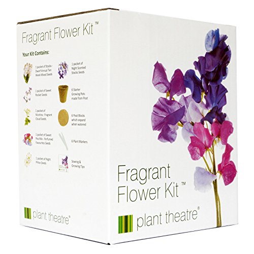Plant Theatre Kit Fragrant Flowers - 6 wunderbare duftende Sorten zum Anbauen - ein großartiges Geschenk