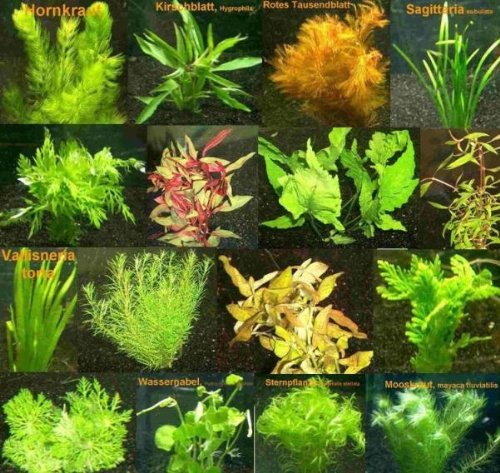 6 Bund - ca. 40 Aquariumpflanzen + Dünger, algenmindern, bunte Unterwasserwelt - Mühlan