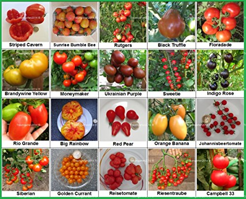 Tomaten Set 2 :: Historische alte Tomatensorten 20 Arten Samen Fleischtomate Cherrytomate Cockteiltomate Tomate Mix Paket Mischung Rarität