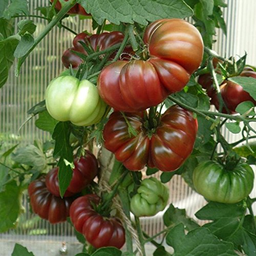 10 Samen Cherokee Purple Tomate - alte Indianersorte, sehr gut im Geschmack
