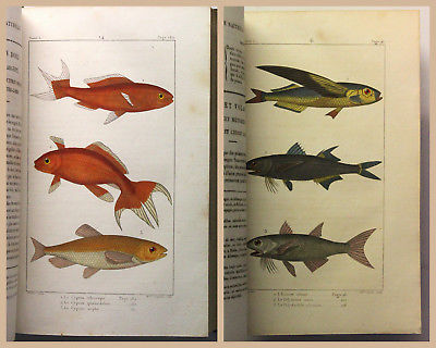 Naturgeschichte Fische Fischkunde Ichthyologie kolorierte Tafeln Bilder 1819 xz