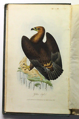 Feathered Tribes Vogelkunde Vögel Ornithologie kolorierte Tafeln Bilder 1841 xz
