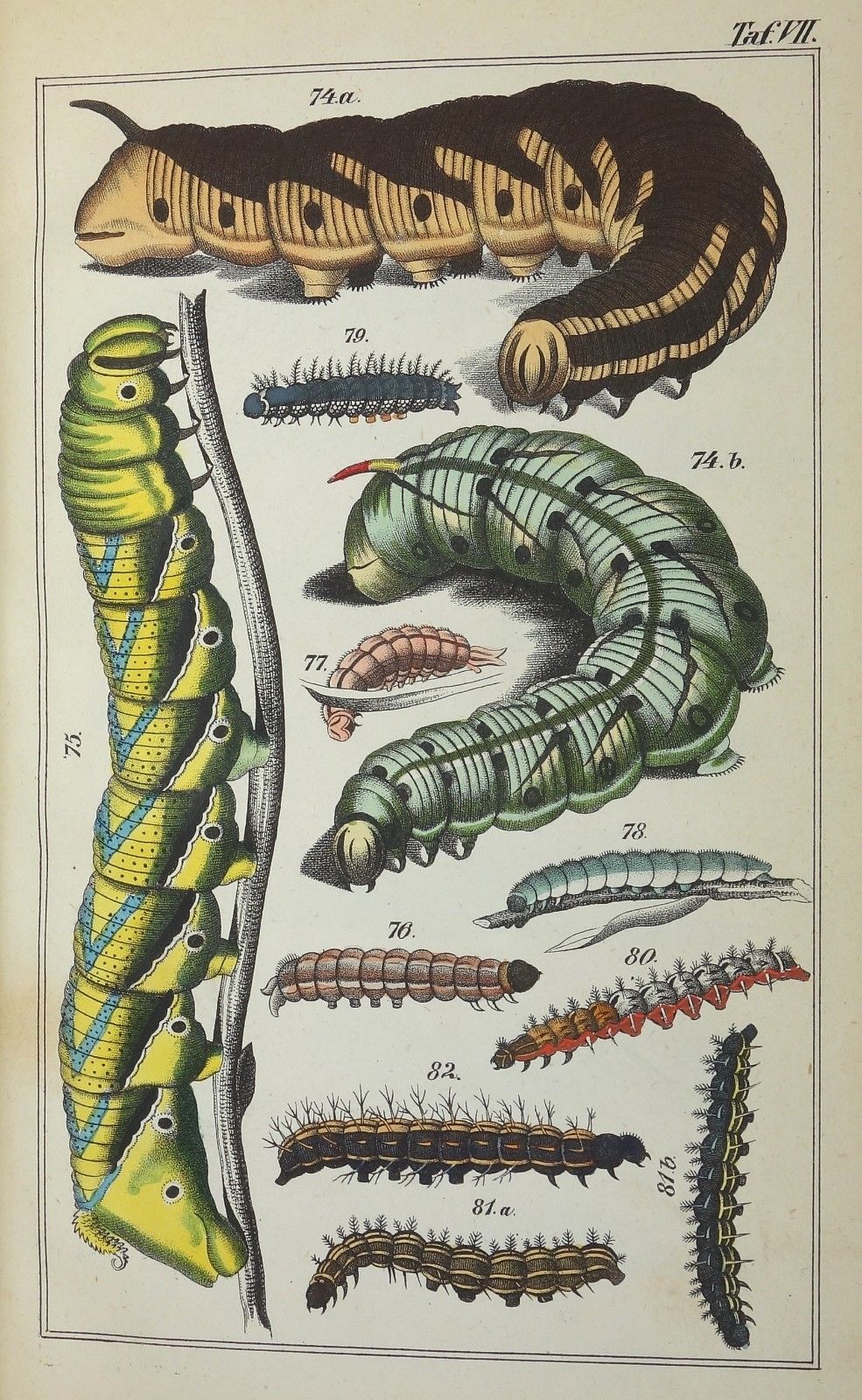 1850 - INSEKTEN - Raupenkalender - ENTOMOLOGIE Schmetterling Raupe Zoologie RAR