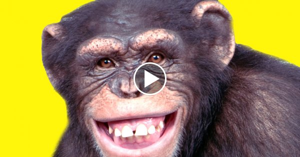 11 Heftige Dinge über Tiere!