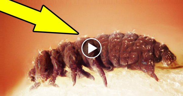6 (fast) UNSTERBLICHE TIERE !