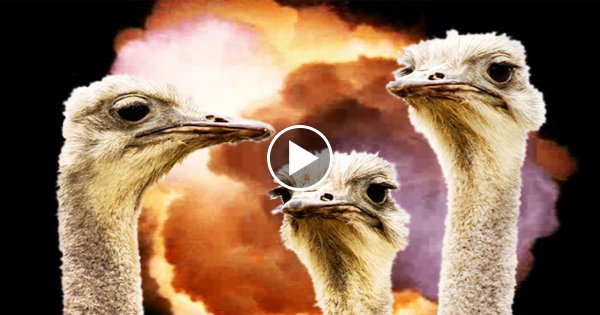 15 Unnütze Fakten - Die man weitererzählen muss!
