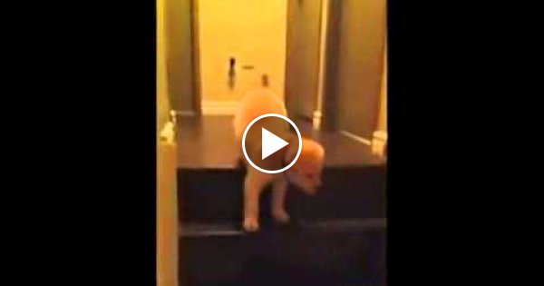 Dieses kurze Video erklärt anschaulich, warum Katzen so viel selbstständiger als Hunde sind.