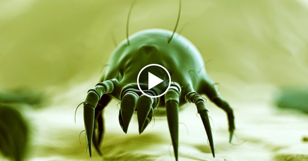 5 PARASITEN die einen in den WAHNSINN treiben!