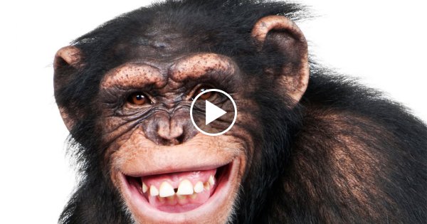 DIESES VIDEO wird dich GLÜCKLICH MACHEN!