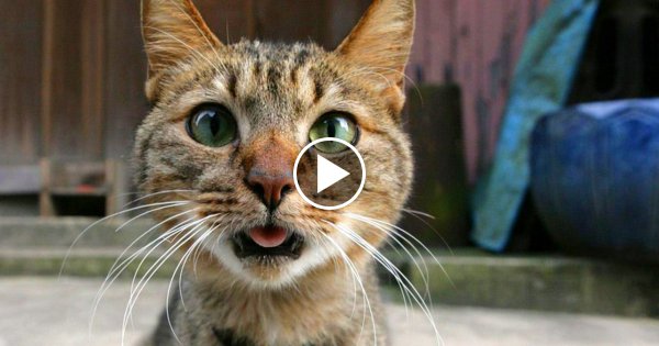 Lustige Katzen - zum Todlachen!