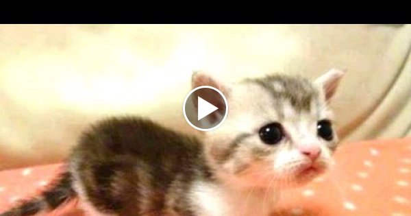 Diese süßen Katzen musst du gesehen haben!