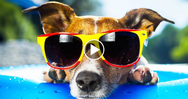 14 GRÜNDE warum WIR HUNDE LIEBEN!