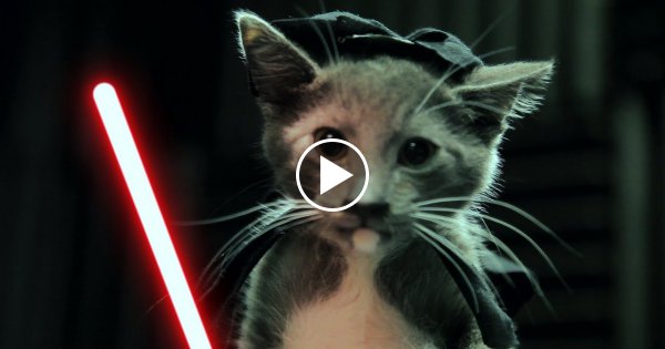 Diese süßen "Jedi-Katzen" musst du gesehen haben!
