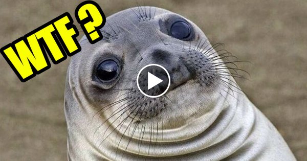 14 Krasse Tierfakten - Packst du sie alle?