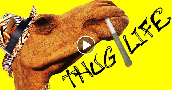 10 Krasse Fakten aus aller Welt!