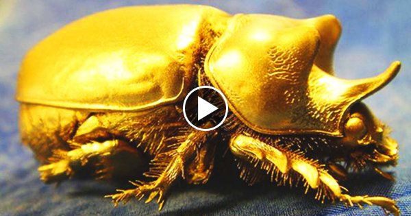 Die 12 teuersten Tiere der Welt!