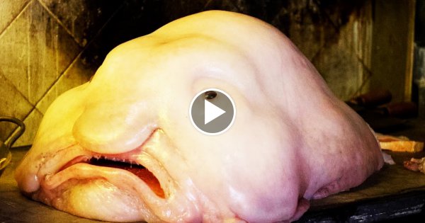 8 Seltsame Kreaturen - Die wirklich Existieren !