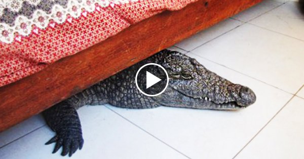 9 Heftige Dinge - Die unter einem Bett gefunden wurden!