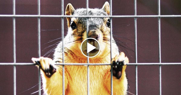 5 Verbrechen - Die von Eichhörnchen begangen wurden!