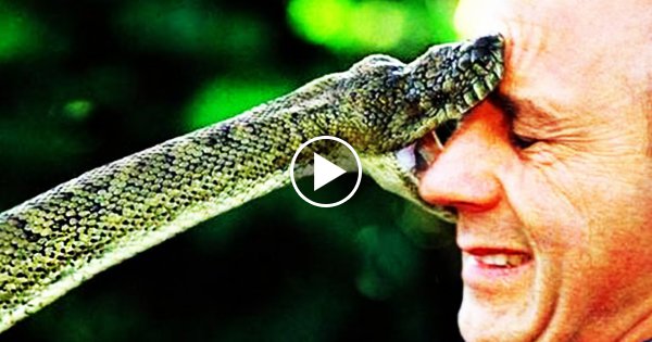 Die 10 Giftigsten Tiere der Welt!
