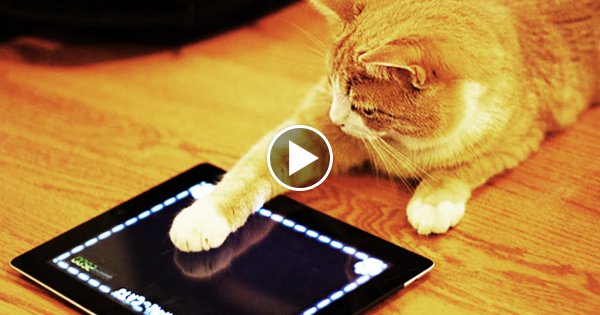 6 Dumme Apps - Die wirklich existieren!