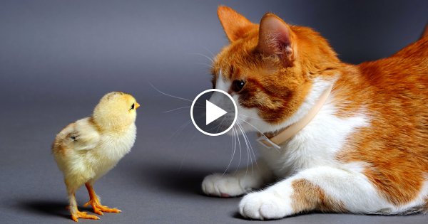 10 Dinge - Die Dich Glücklich Machen!