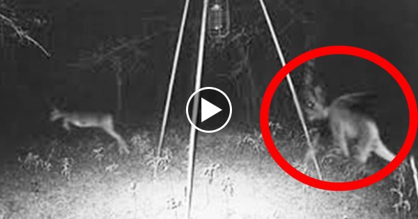 8 Paranormale Kreaturen - die es vielleicht wirklich gibt!
