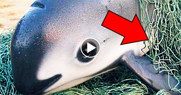 8 Tiere - Die bald aussterben könnten!