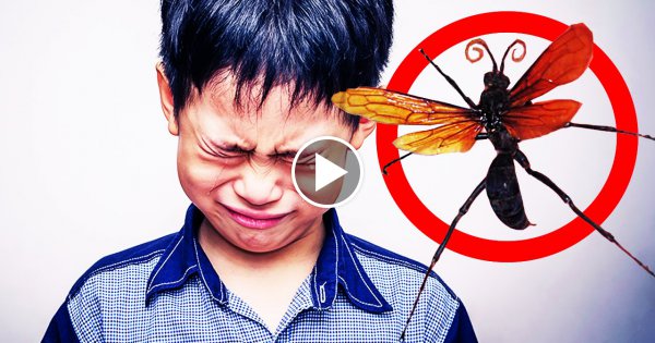 7 Tiere die unglaubliche Schmerzen verursachen!