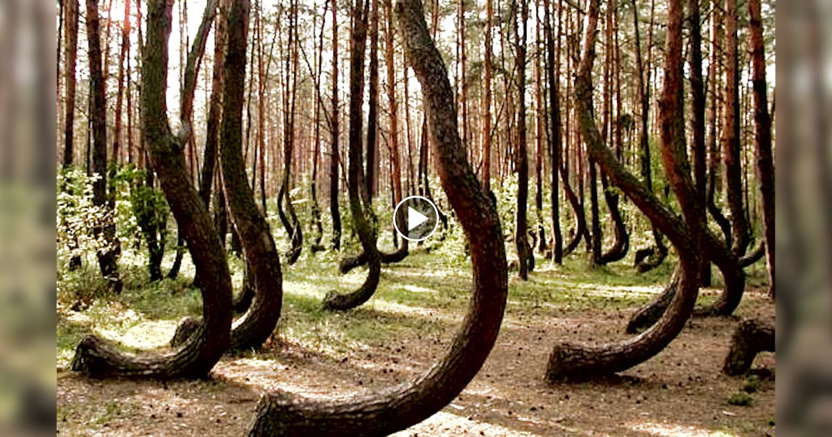 DER DOMINOEFFEKT DER NATUR !