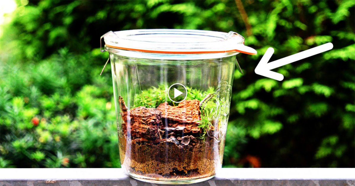 Dieses Geniale Terrarium hält dein Leben lang!