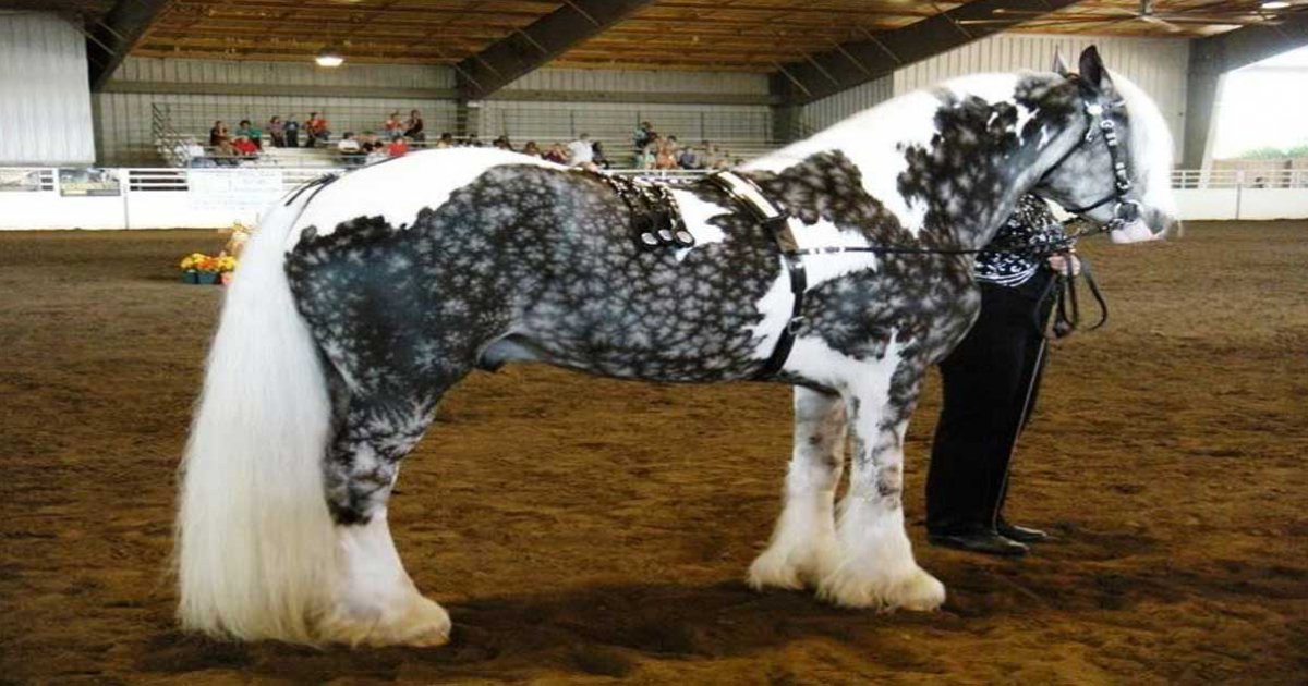 24 Pferde mit den schönsten und einzigartigsten Farben auf der ganzen Welt.