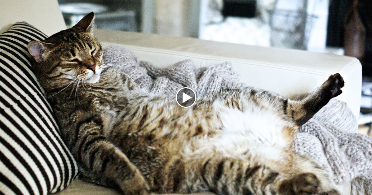 10 verblüffende Fakten über Katzen ?