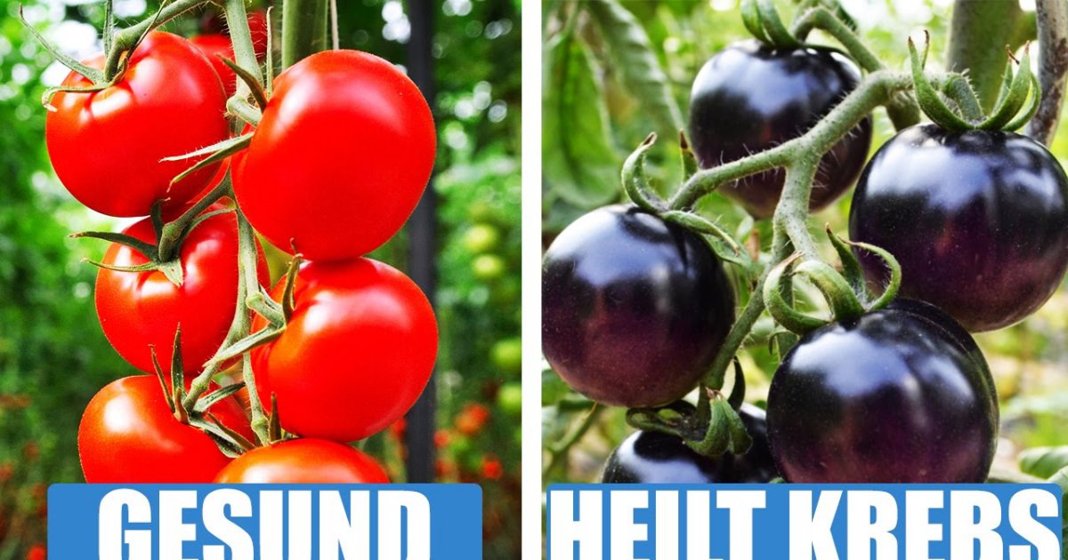 Anti-Krebs-Tomaten! Diese 6 Dinge wirst du nicht glauben...