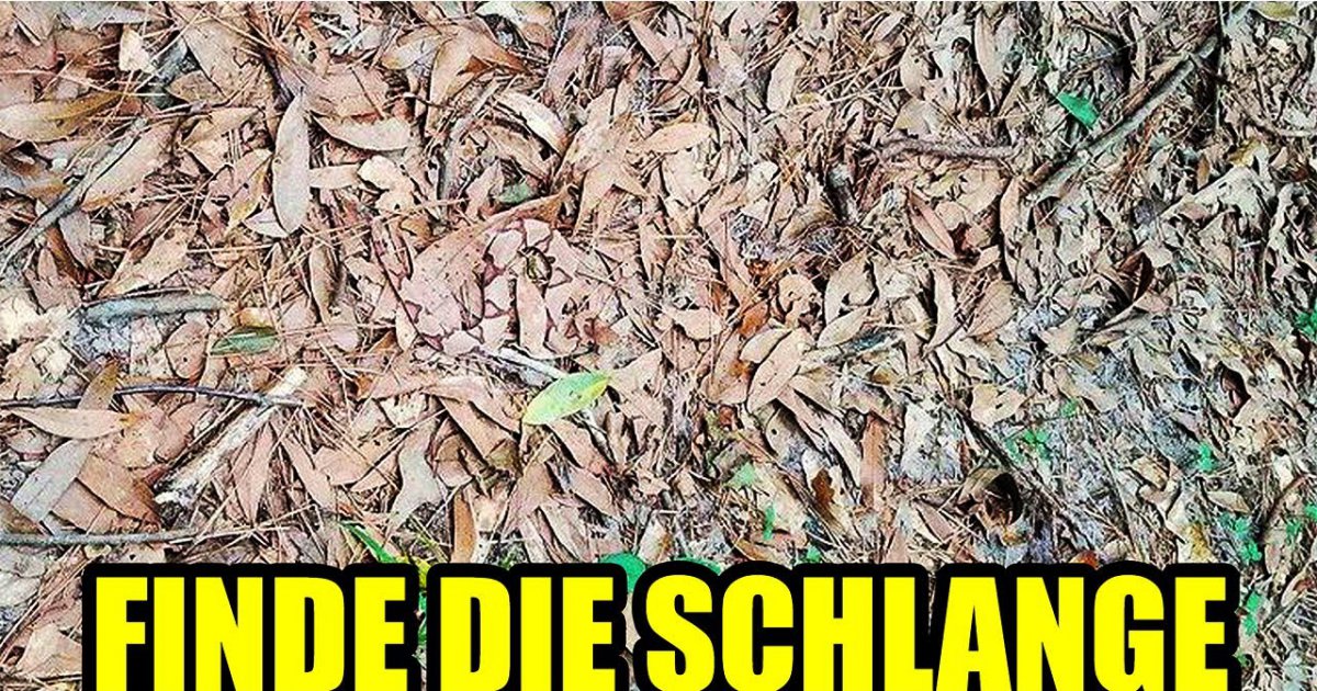 Schaffst du es, diese Tiere in jeweils 30 Sekunden zu finden?