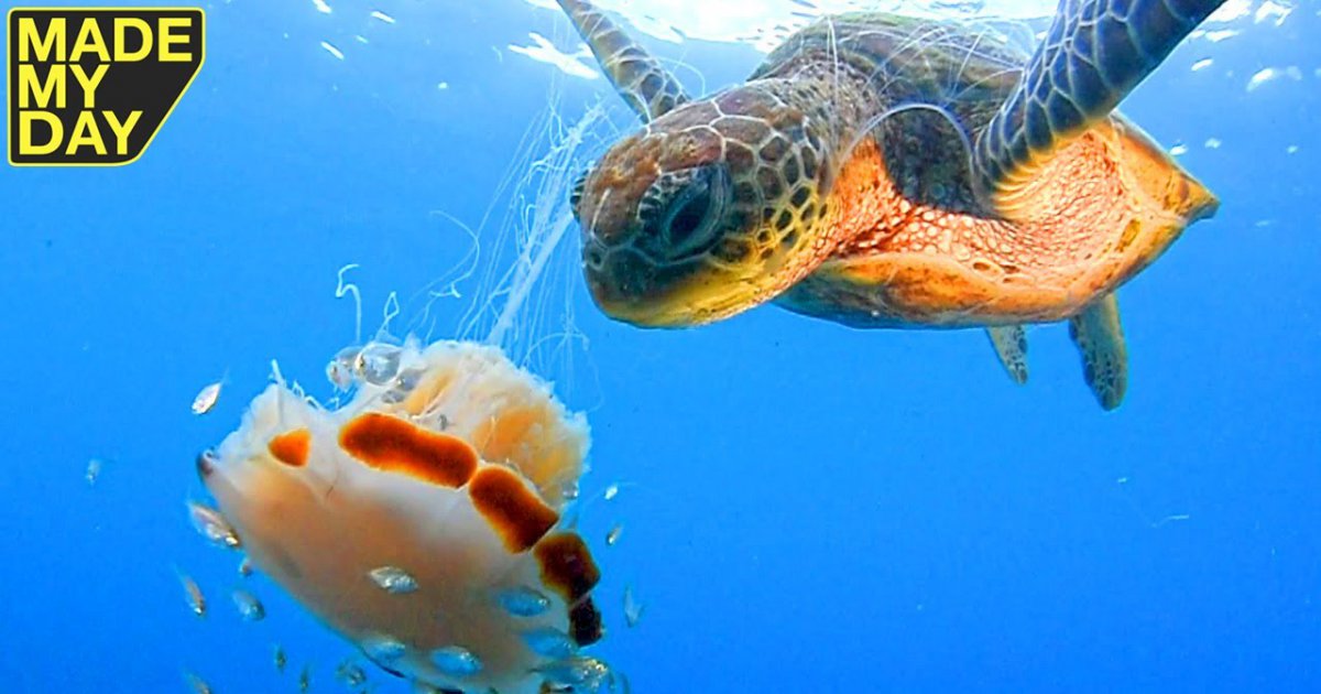 Die Schildkröte entdeckt eine Qualle im Wasser - Schau was sie mit ihr macht.