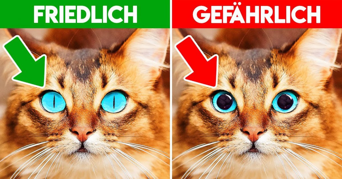 6 Zeichen die zeigen, dass dein Haustier Hilfe braucht!