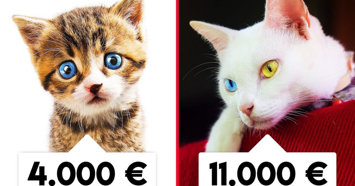 7 UNGLAUBLICHE Katzen, die ein VERMÖGEN kosten!