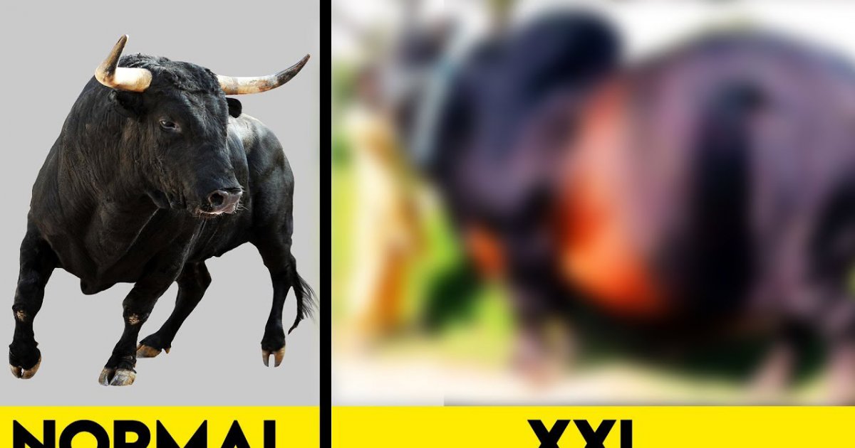 7 viiiiiel zu große Tiere - Die aber tatsächlich existieren!