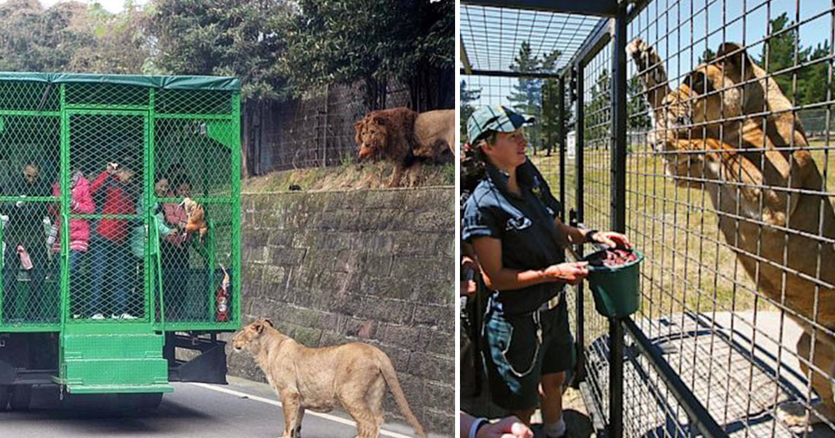 Dieser Zoo in China bringt Besucher in K&auml;fige, w&auml;hrend sich die Tiere frei bewegen k&ouml;nnen