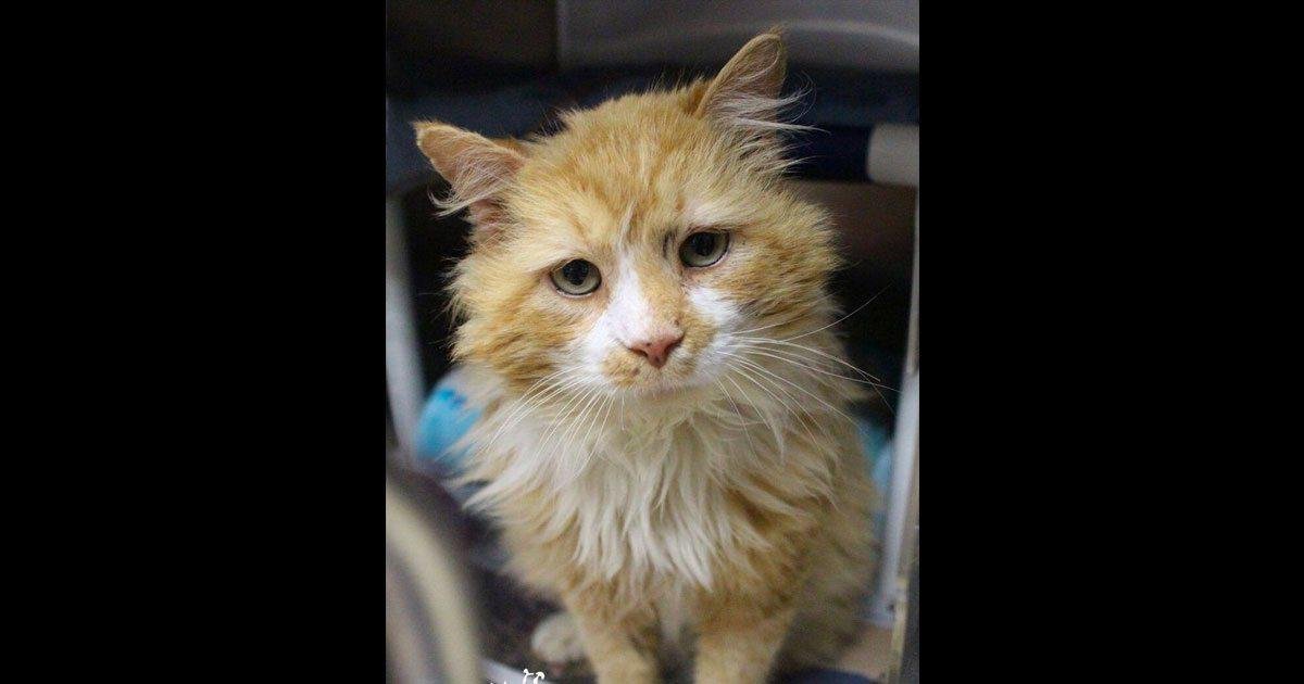 Neue Katze Versteht Sich Nicht Mit Anderen Haustieren Besitzer
